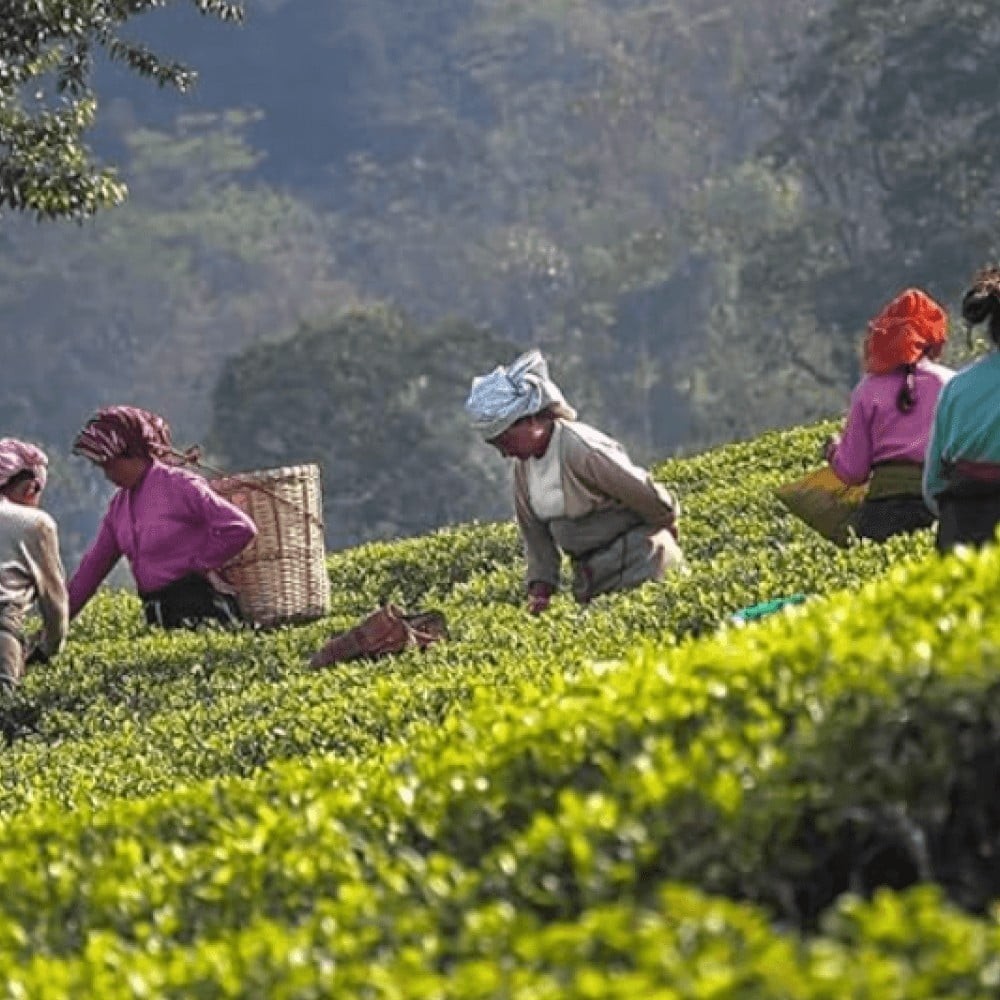 Glenburn Darjeeling Muscatel Blend Tea Leaves